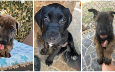 La campanya de recaptació està en marxa a través de la plataforma 'Mi grano de arena' | Cedida